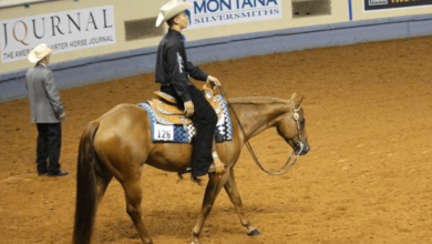 What are the different gaits in western pleasure?