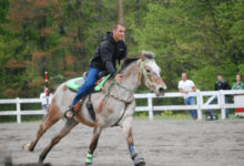 What is the ideal breed of horse for pole bending?